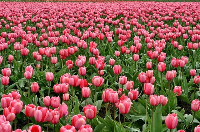 Câu chuyện về hoa Tulip – Ý nghĩa của màu hoa